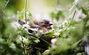 Preview wallpaper bird, sparrow, green, vegetation