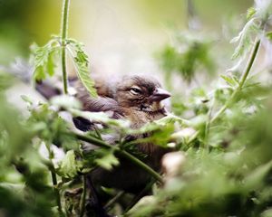 Preview wallpaper bird, sparrow, green, vegetation