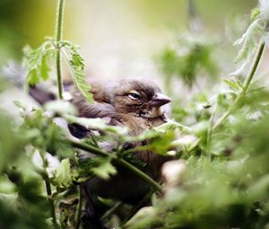 Preview wallpaper bird, sparrow, green, vegetation
