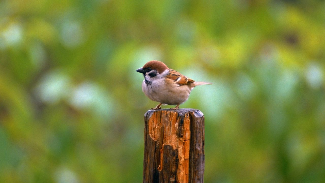 Wallpaper bird, sparrow, green