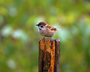 Preview wallpaper bird, sparrow, green