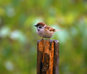 Preview wallpaper bird, sparrow, green