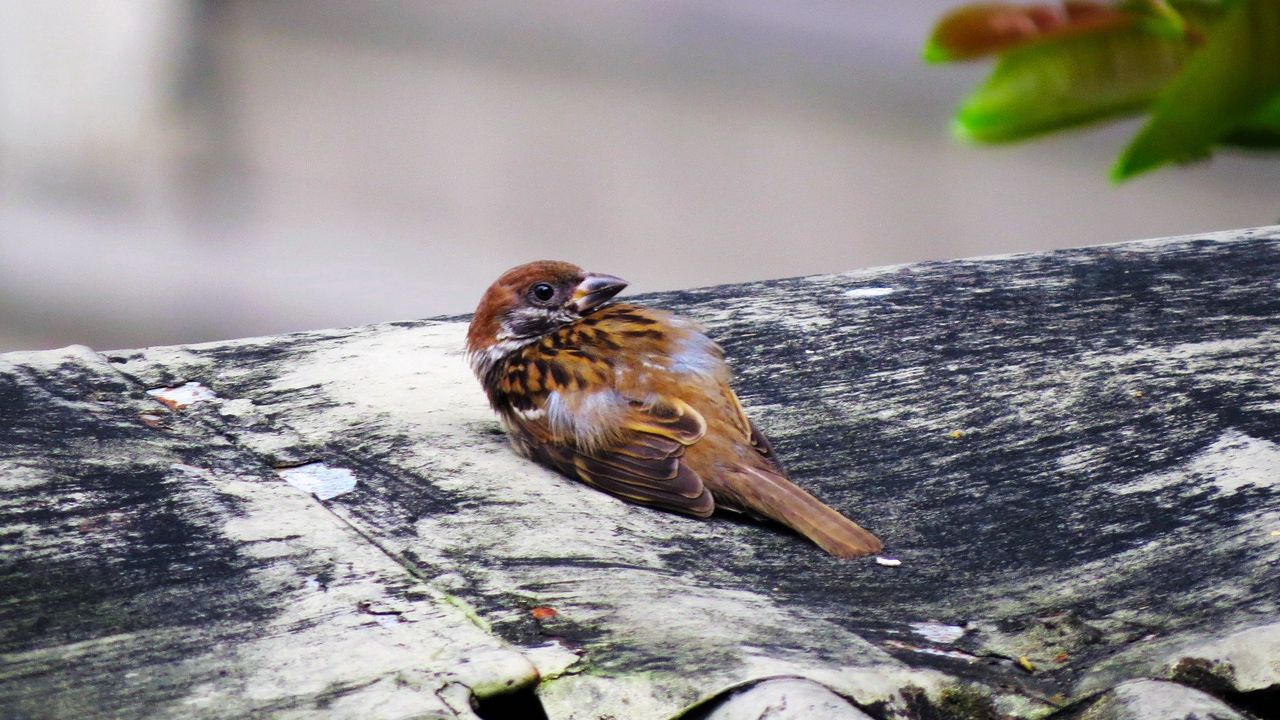 Wallpaper bird, sparrow, lies