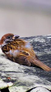Preview wallpaper bird, sparrow, lies