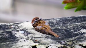 Preview wallpaper bird, sparrow, lies