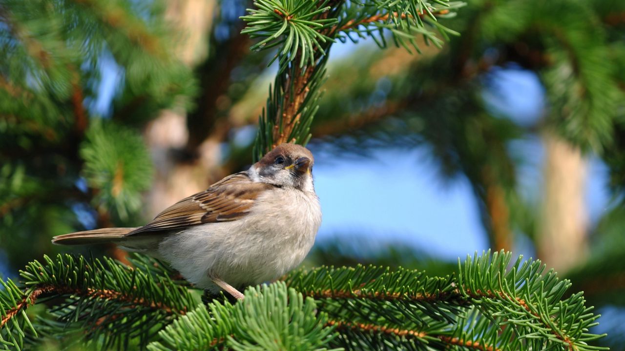 Wallpaper bird, sparrow, pine, branch, sit