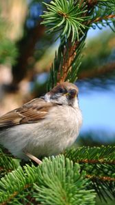 Preview wallpaper bird, sparrow, pine, branch, sit