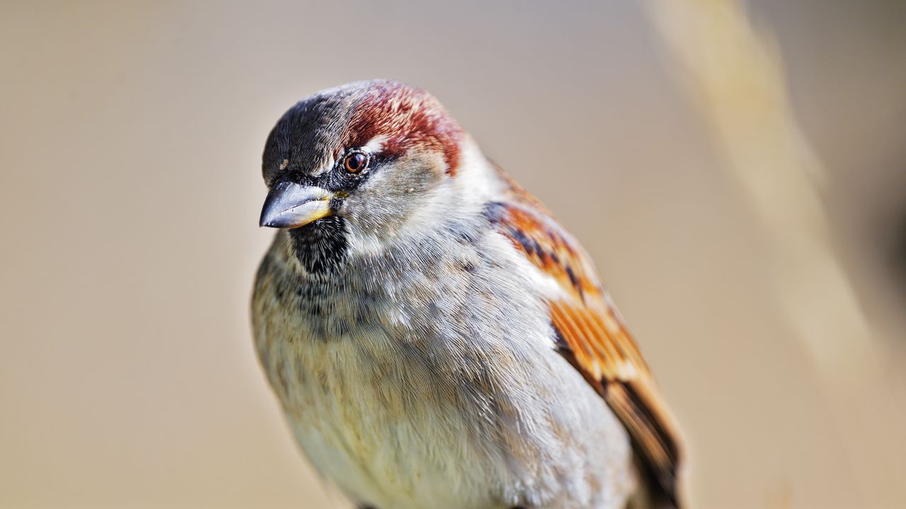 Wallpaper bird, sparrow, wire, blur