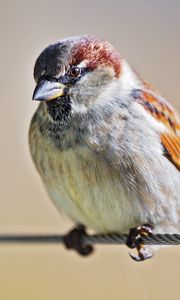 Preview wallpaper bird, sparrow, wire, blur