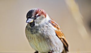Preview wallpaper bird, sparrow, wire, blur