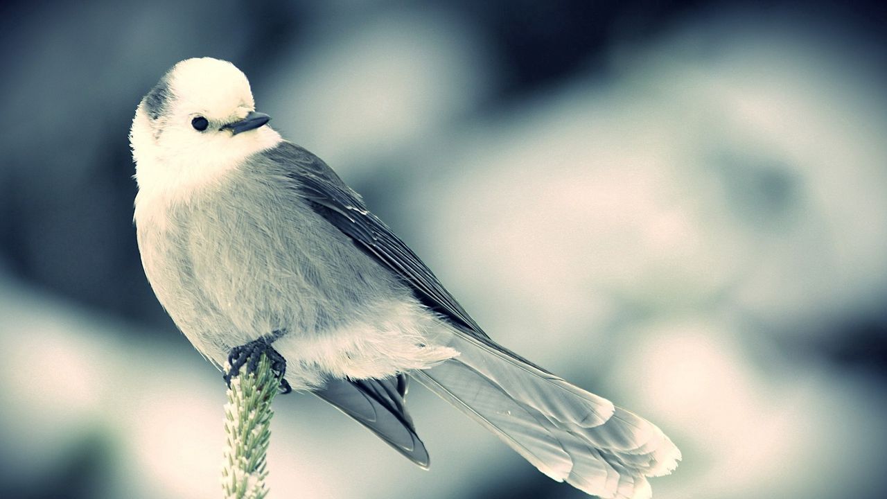 Wallpaper bird, spike, snow, sit