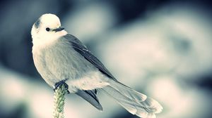 Preview wallpaper bird, spike, snow, sit