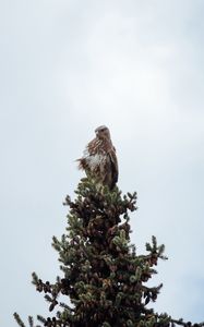 Preview wallpaper bird, spruce, pine cones, tree, wildlife