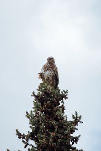 Preview wallpaper bird, spruce, pine cones, tree, wildlife