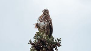 Preview wallpaper bird, spruce, pine cones, tree, wildlife