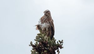 Preview wallpaper bird, spruce, pine cones, tree, wildlife