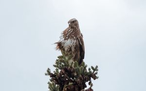 Preview wallpaper bird, spruce, pine cones, tree, wildlife