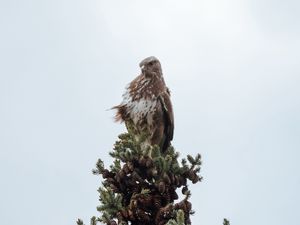 Preview wallpaper bird, spruce, pine cones, tree, wildlife