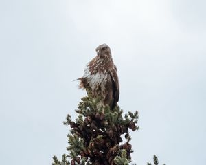 Preview wallpaper bird, spruce, pine cones, tree, wildlife