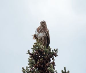 Preview wallpaper bird, spruce, pine cones, tree, wildlife