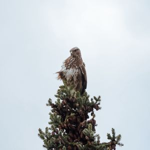 Preview wallpaper bird, spruce, pine cones, tree, wildlife