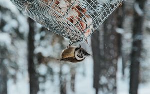 Preview wallpaper bird, stack, snow