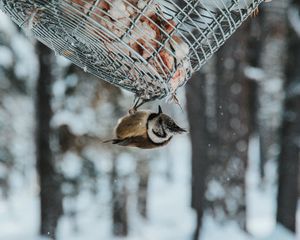 Preview wallpaper bird, stack, snow