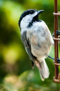 Preview wallpaper bird, stairs, sit