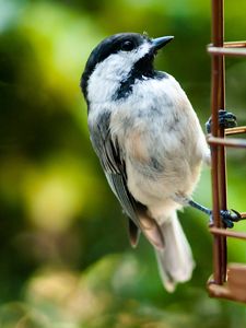 Preview wallpaper bird, stairs, sit