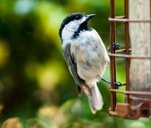 Preview wallpaper bird, stairs, sit