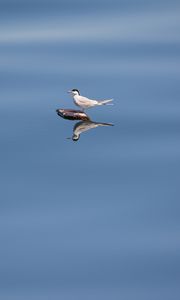 Preview wallpaper bird, stone, water, reflection, wildlife, minimalism