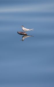 Preview wallpaper bird, stone, water, reflection, wildlife, minimalism