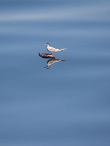 Preview wallpaper bird, stone, water, reflection, wildlife, minimalism