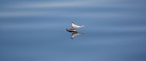 Preview wallpaper bird, stone, water, reflection, wildlife, minimalism