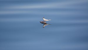 Preview wallpaper bird, stone, water, reflection, wildlife, minimalism