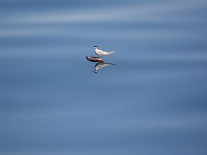 Preview wallpaper bird, stone, water, reflection, wildlife, minimalism