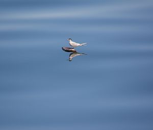 Preview wallpaper bird, stone, water, reflection, wildlife, minimalism