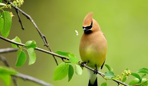 Preview wallpaper bird, summer, color, cute, branch