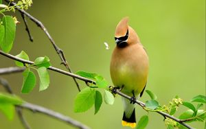 Preview wallpaper bird, summer, color, cute, branch