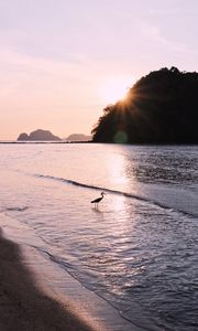 Preview wallpaper bird, sun, rays, glare, sea