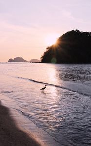 Preview wallpaper bird, sun, rays, glare, sea