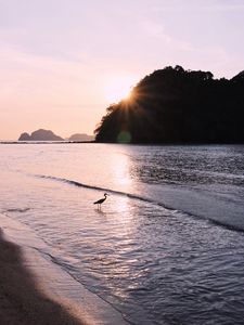 Preview wallpaper bird, sun, rays, glare, sea