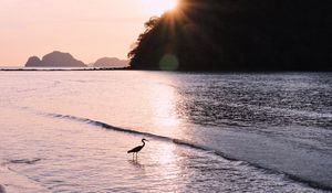 Preview wallpaper bird, sun, rays, glare, sea