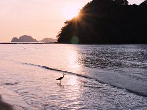 Preview wallpaper bird, sun, rays, glare, sea