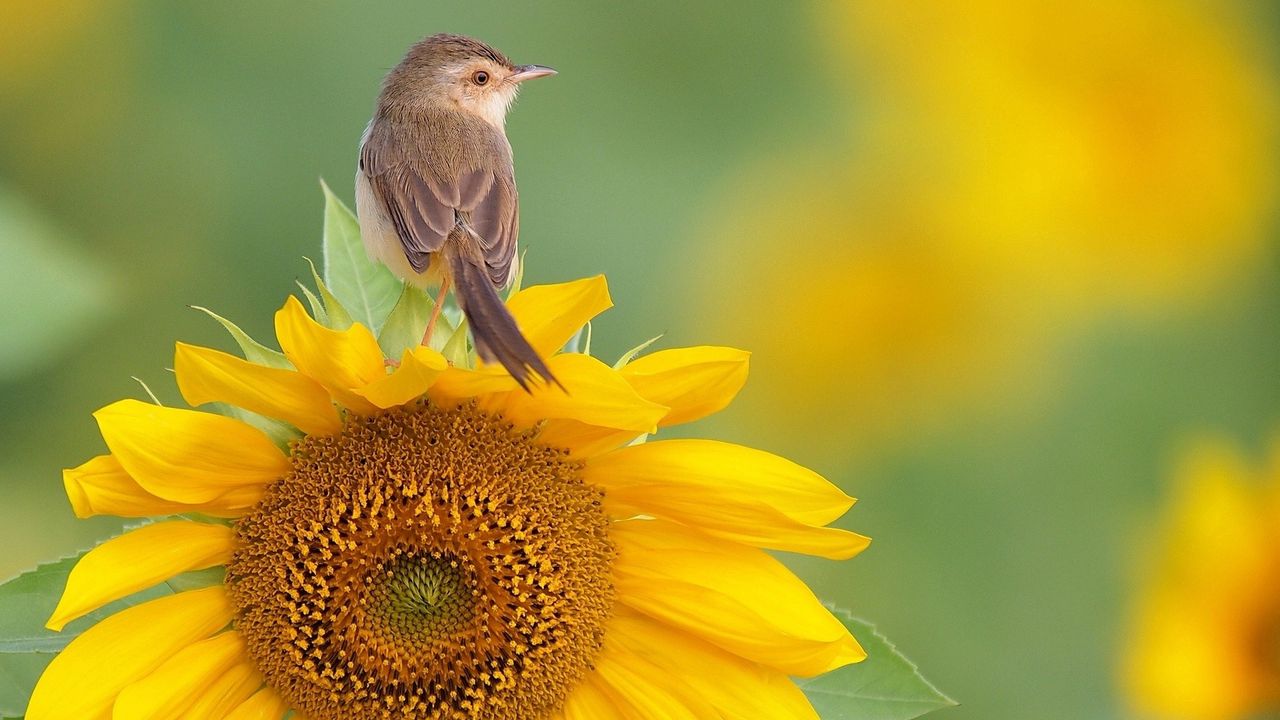 Wallpaper bird, sunflower, sit