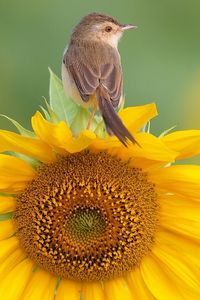 Preview wallpaper bird, sunflower, sit