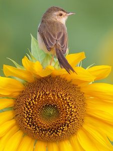 Preview wallpaper bird, sunflower, sit