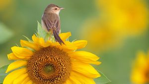 Preview wallpaper bird, sunflower, sit