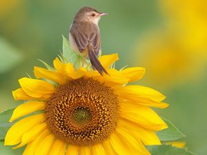 Preview wallpaper bird, sunflower, sit