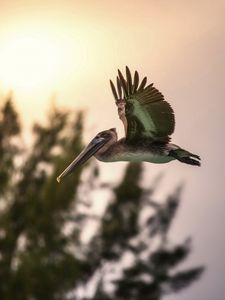 Preview wallpaper bird, sunset, flying, sky, trees